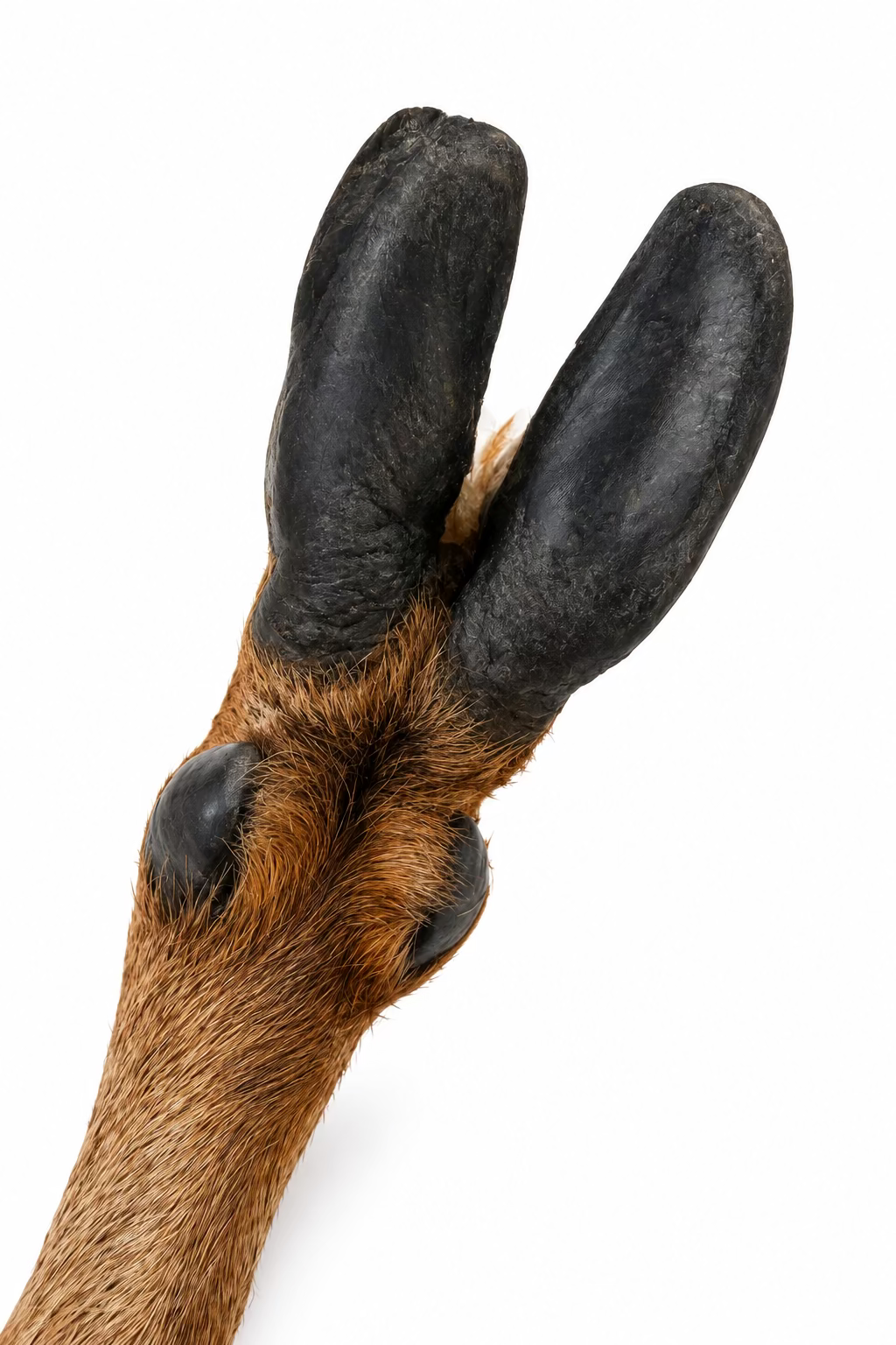 Jumbo Deer Leg 🦌