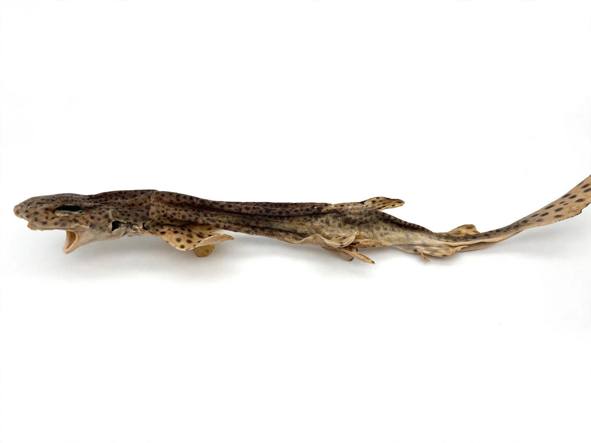 100% Whole dried Dogfish