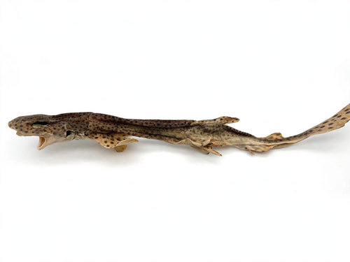 100% Whole dried Dogfish