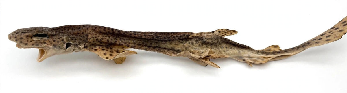 100% Whole dried Dogfish